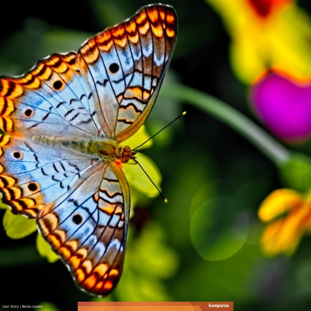 Metamorfosis Tidak Sempurna Ditandai Dengan … / Contoh Hewan Mengalami